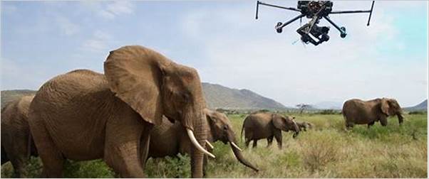 the impact of drone technology on wildlife conservation